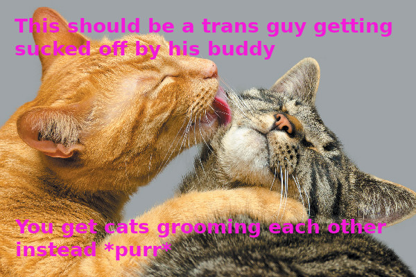 A cat licking the face of another cat. Captions read, "This should be a trans guy getting sucked off by his buddy. You get cats grooming each other instead, purr."
