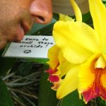 A close-up shot of a man smelling two blossoming orchids in a garden. The orchids are yellow, but their innermost part is red and fuchsia.
